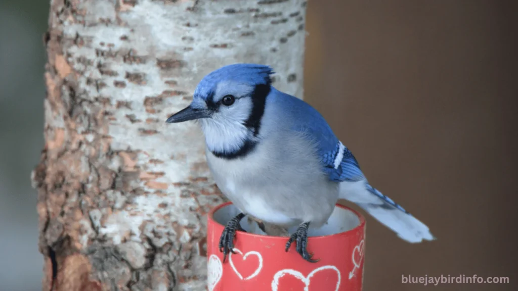Are Blue jays Aggressive? (Answered) 2 Are blue jays aggressive