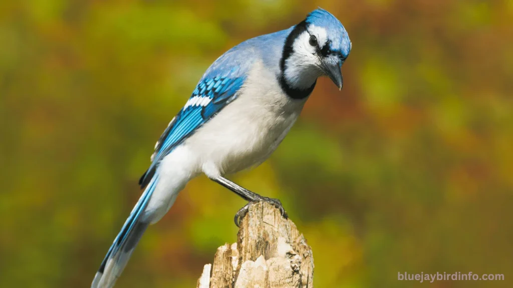 Are Blue jays Aggressive? (Answered) 3 Are Blue jays Aggressive? (Answered)