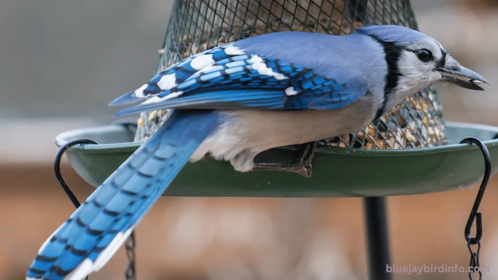 Are Blue Jays Endangered Species? (Explained) 2 Are blue jays endangered species