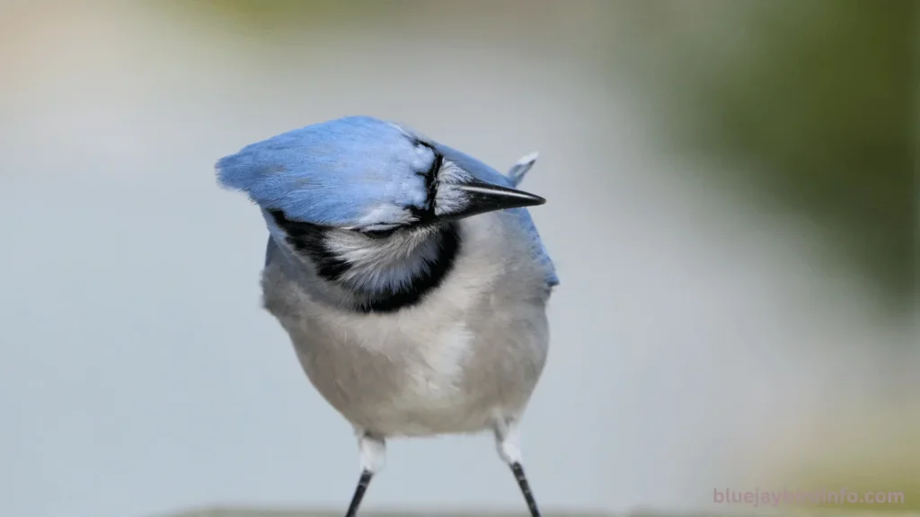 Are Blue Jays Mean Birds? (Answered) 3 Are blue jays mean birds