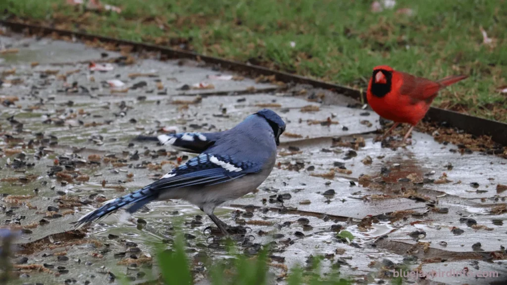 Are Blue Jays Mean To Cardinals? (Explained) 2 Are blue jays mean to cardinals