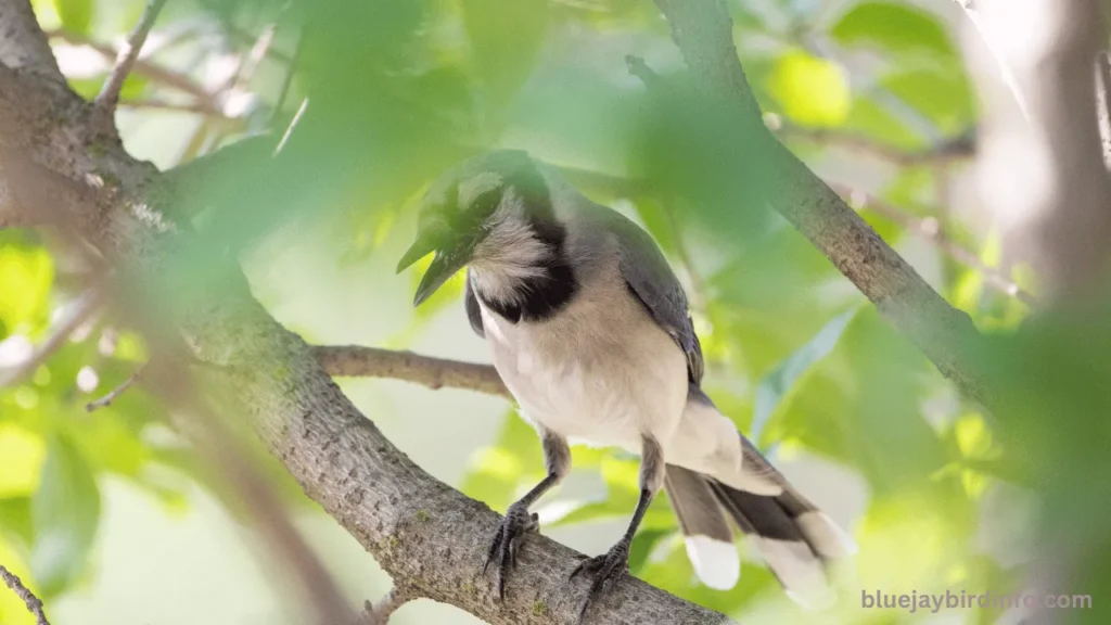Are Blue Jays Rare To See? (Explained) 2 Are blue jays rare to see