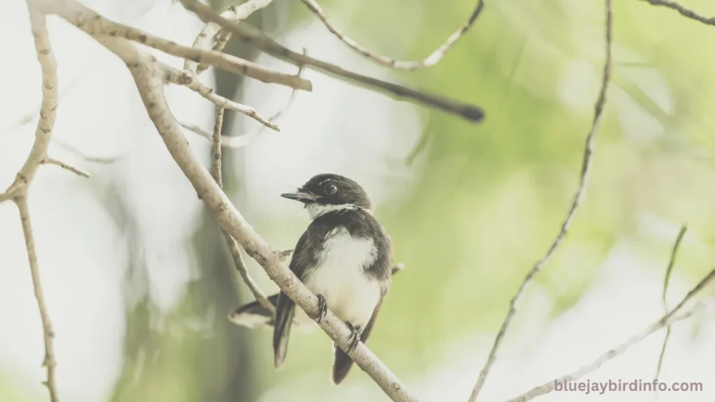 Are Blue Jays Rare To See? (Explained) 3 Are blue jays rare to see