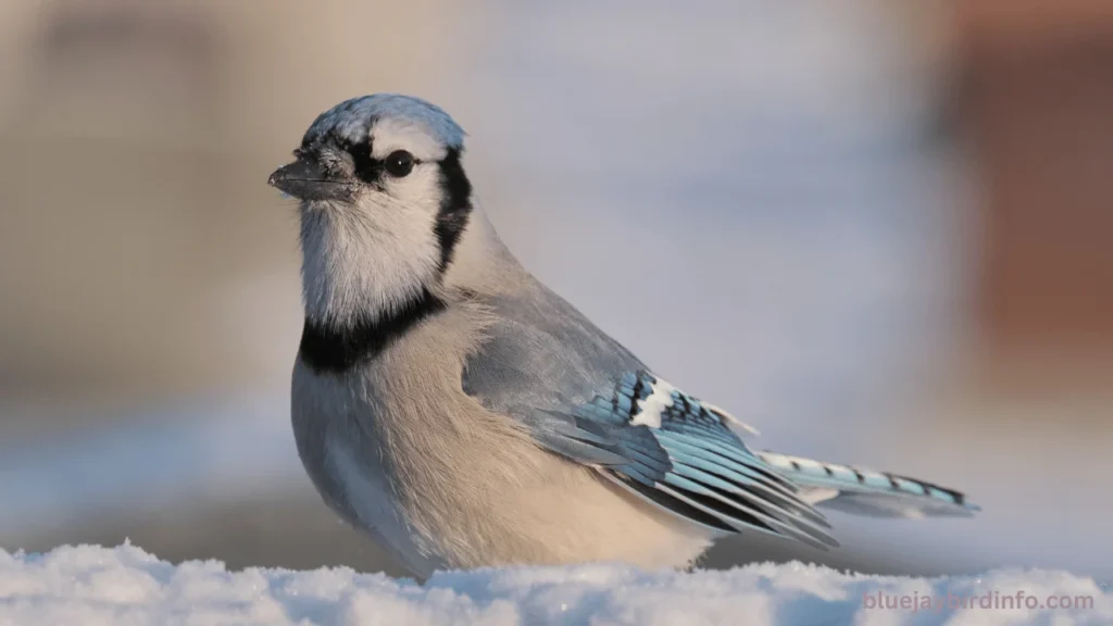 Are Blue Jays Related To Crows? (Answered) 2 Are blue jays related to crows