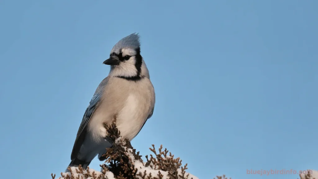 Are Blue Jays Related To Crows? (Answered) 3 Are blue jays related to crows