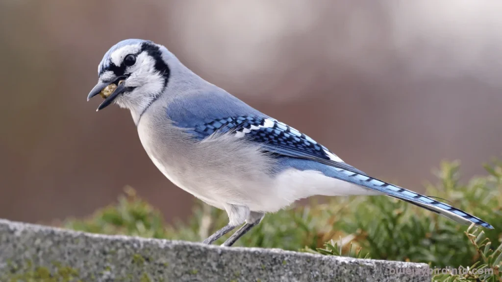 Are Blue Jays Smart? (Answered) 3 Are blue jays smart