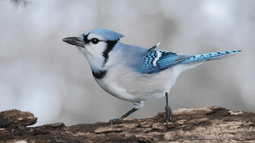 Are Blue Jays Smart? (Answered) 2 Are blue jays smart