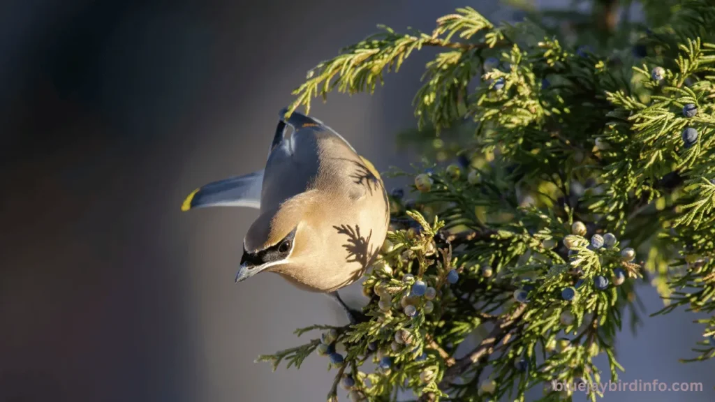 Are Blue Jays Winter Birds? (Answered) 3 Are blue jays winter birds