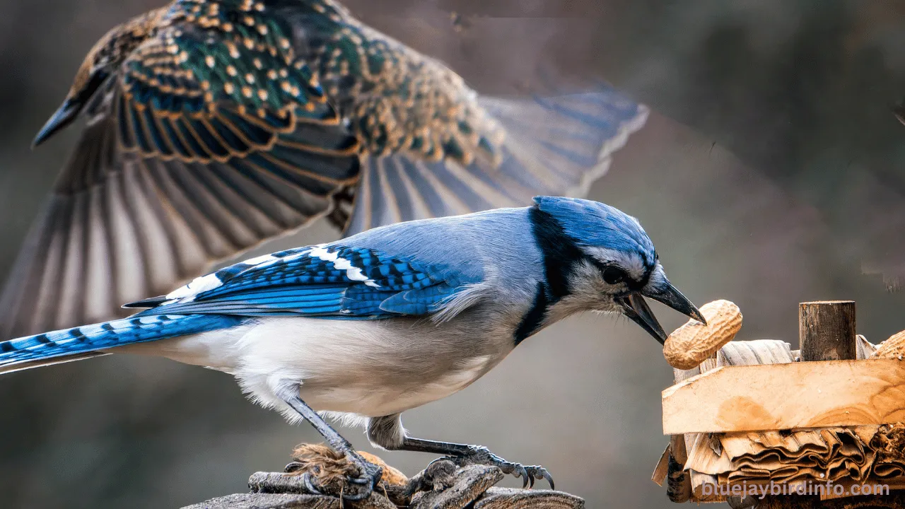 Blue Jay Bird Info - Everything About Blue Jay!