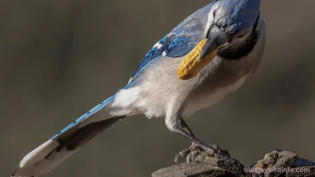 Are The Blue Jays Good? (Explained) 3 Are the blue jays good