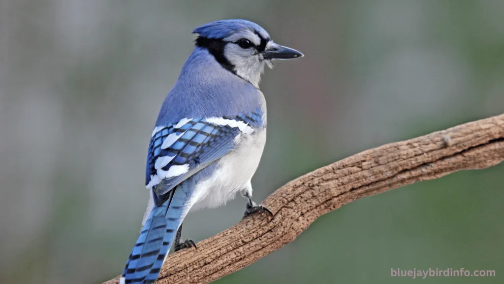 Are There Blue Jays In Colorado? (Explained) 3 Are there blue jays in colorado