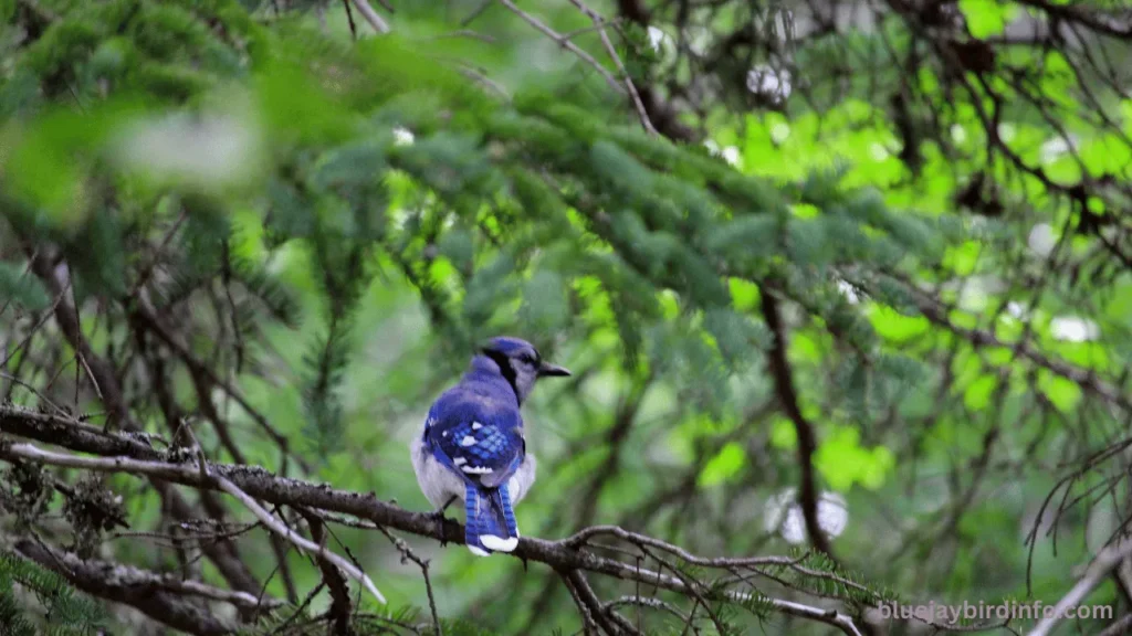 Are There Blue Jays In Colorado? (Explained) 2 Are there blue jays in colorado