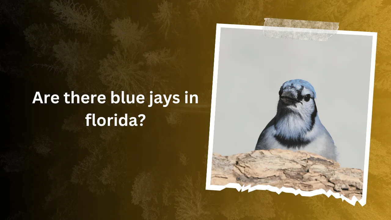 Are there blue jays in florida