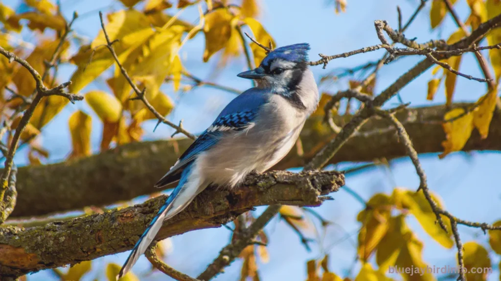 Are There Blue Jays in Oregon? (Know In Detail) 2 Are there blue jays in oregon?