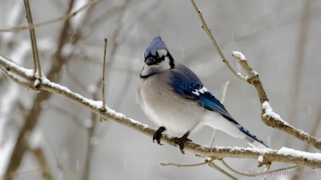Are There Blue Jays in Oregon? (Know In Detail) 3 Are there blue jays in oregon?