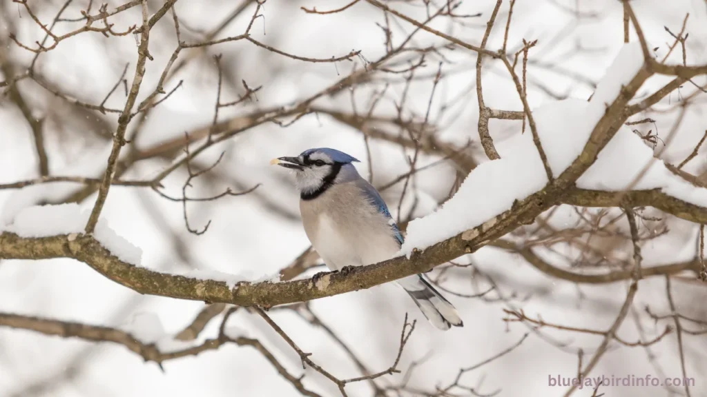 Are There Blue Jays In Washington State? (Answered) 2 Are there blue jays in washington state