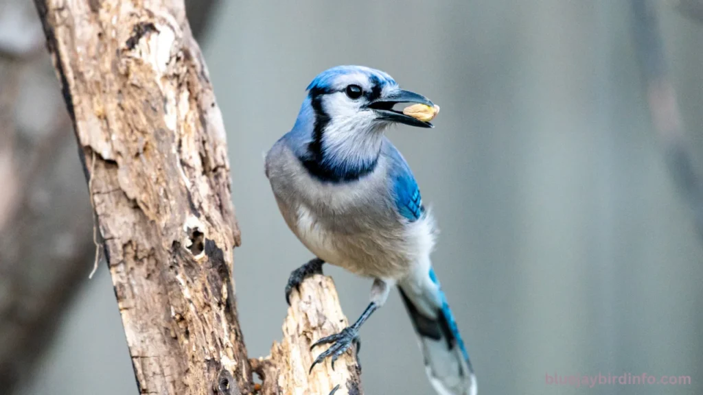 Are There Blue Jays In Washington State? (Answered) 3 Are There Blue Jays In Washington State? (Answered)
