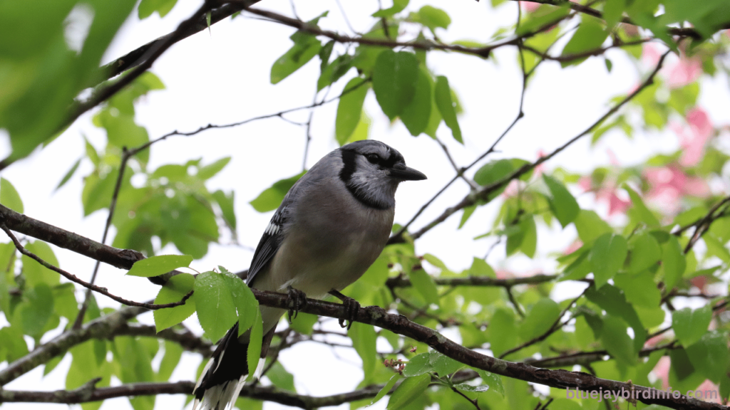 Do Blue Jays Plant Seeds In Containers 2 Do Blue Jays Plant Seeds In Containers