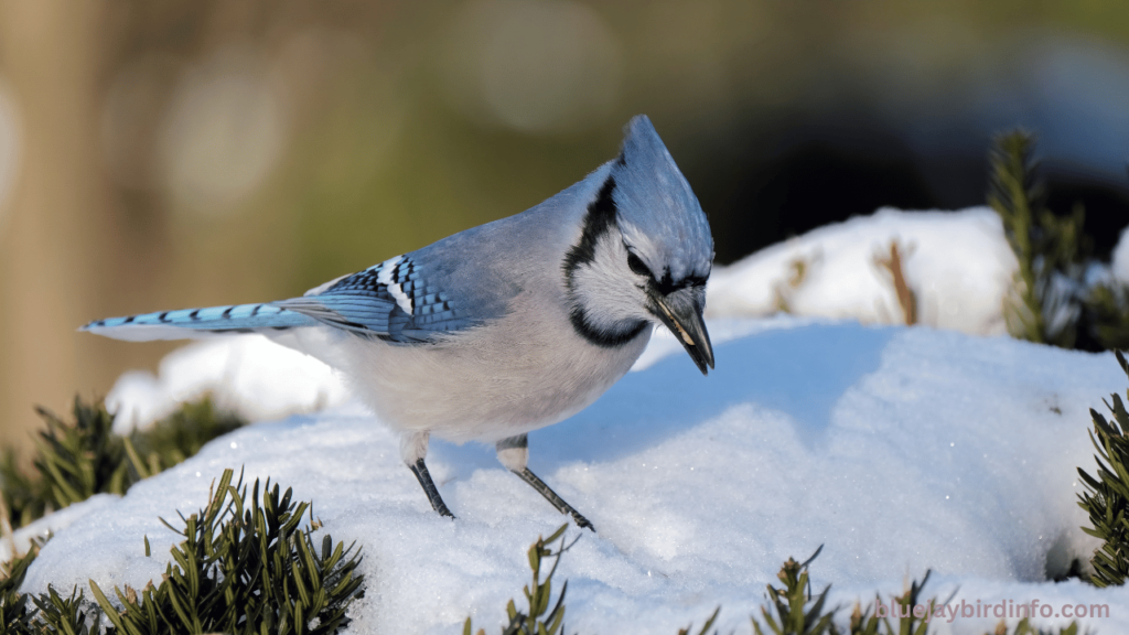 Do Blue Jays Plant Seeds In Containers 3 Do Blue Jays Plant Seeds In Containers