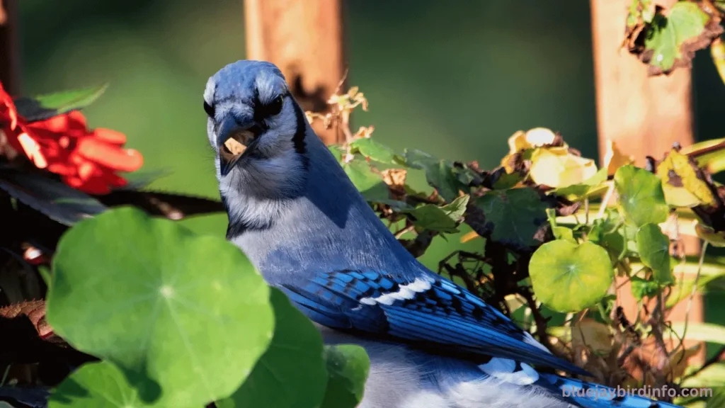 Can Blue Jays Mimic Hawks? (Explained) 2 Can blue jays mimic hawks