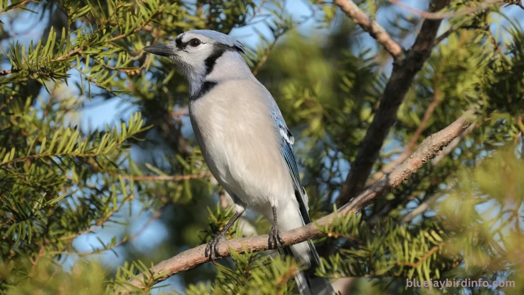 Can You Eat Blue Jays (Answered) 2 Can you eat blue jays