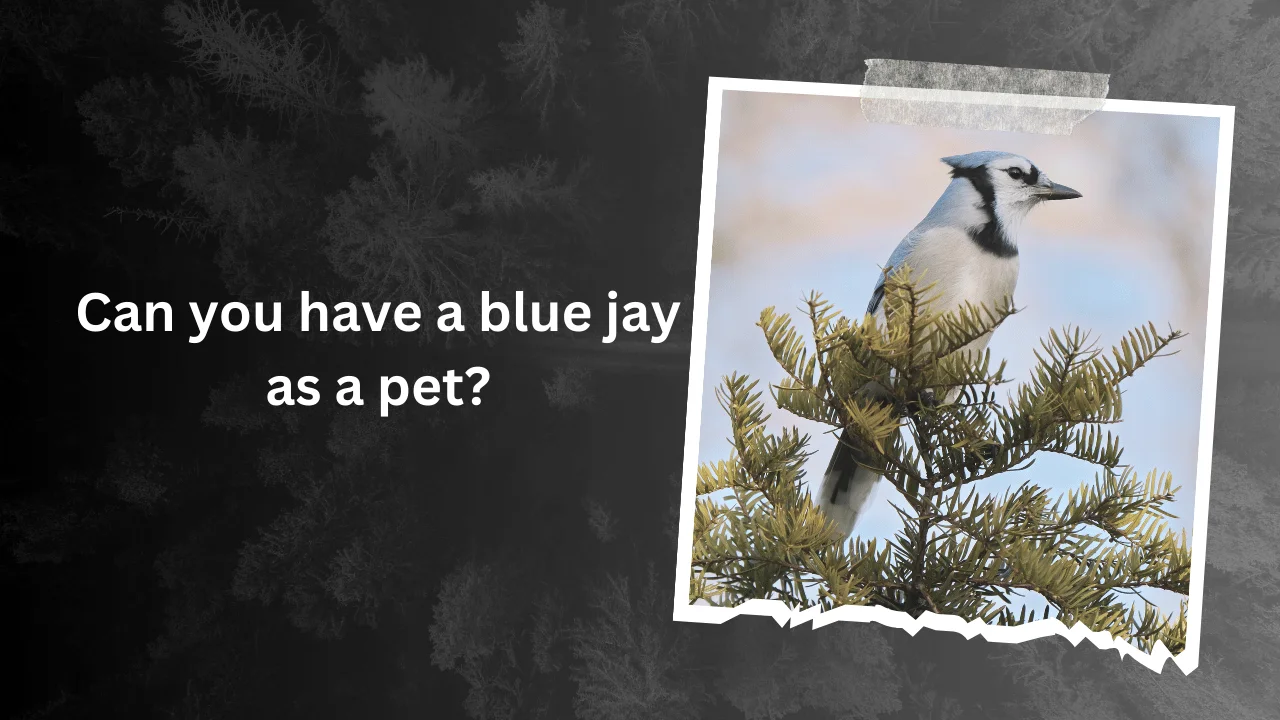 Can you have a blue jay as a pet