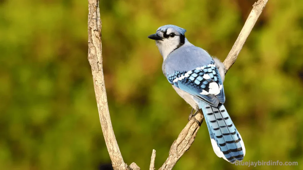Can You Keep A Blue Jay As A Pet? (Answered) 3 Can You Keep A Blue Jay As A Pet? (Answered)