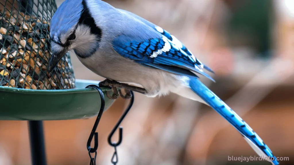 Do Blue Jays Eat Mice? (Answered) 3 Do Blue Jays Eat Mice