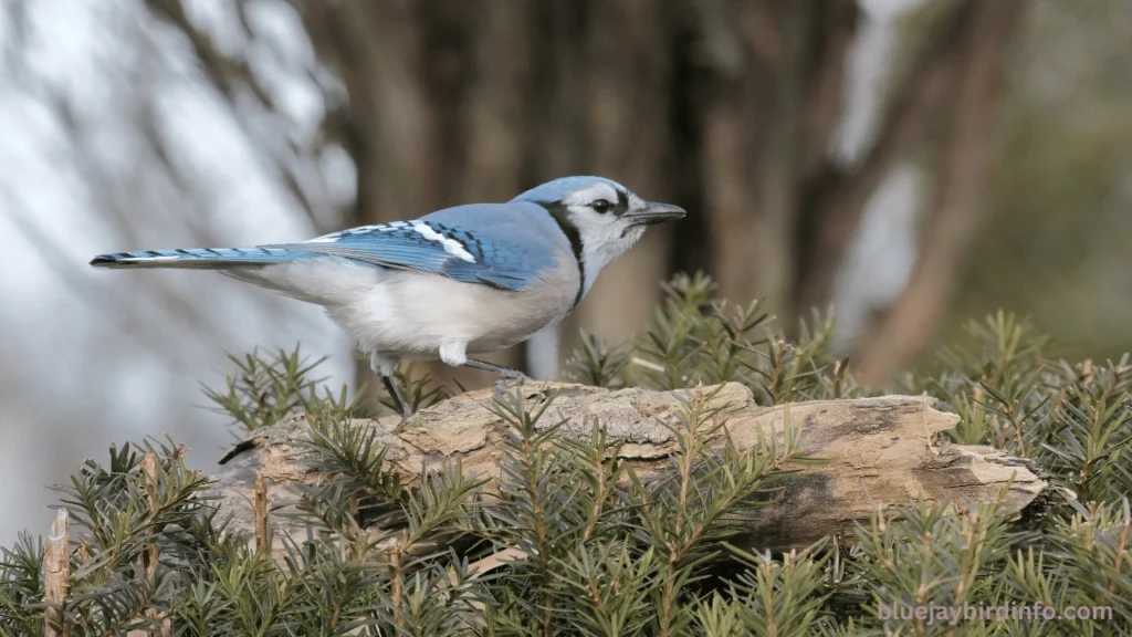 Do Blue Jays Eat Mice? (Answered) 2 Do Blue Jays Eat Mice? (Answered)