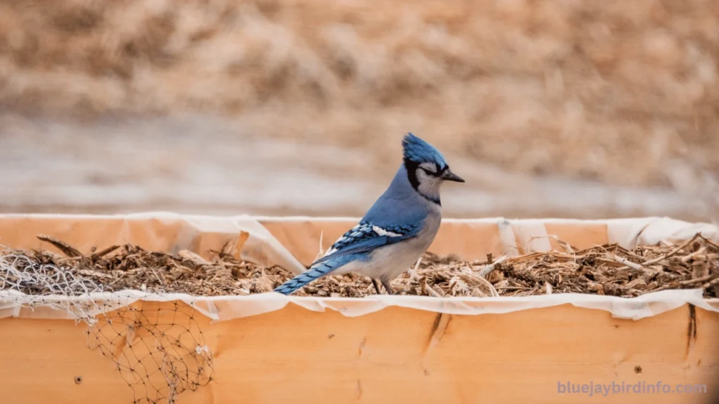 Do Blue Jays Eat Peanuts? (Explained) 2 Do Blue Jays Eat Peanuts? (Explained)
