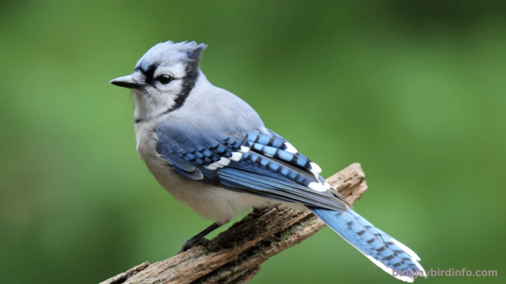 Do Blue jays Pull Out Piotatoe Roots Sprouts (Answered) 3 Do Blue jays Pull Out Piotatoe Roots Sprouts