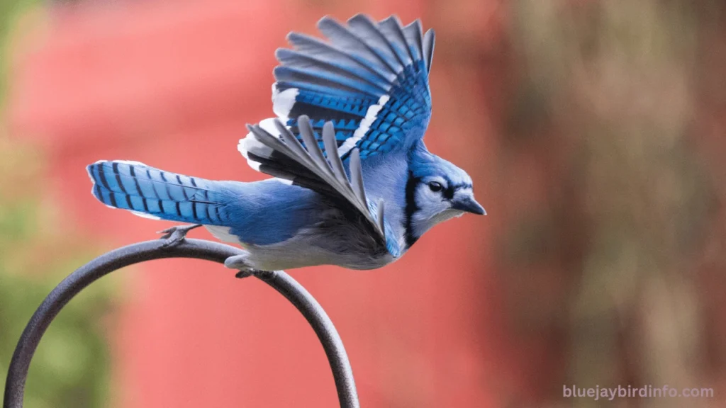 Do Blue jays Pull Out Piotatoe Roots Sprouts (Answered) 2 Do Blue jays Pull Out Piotatoe Roots Sprouts