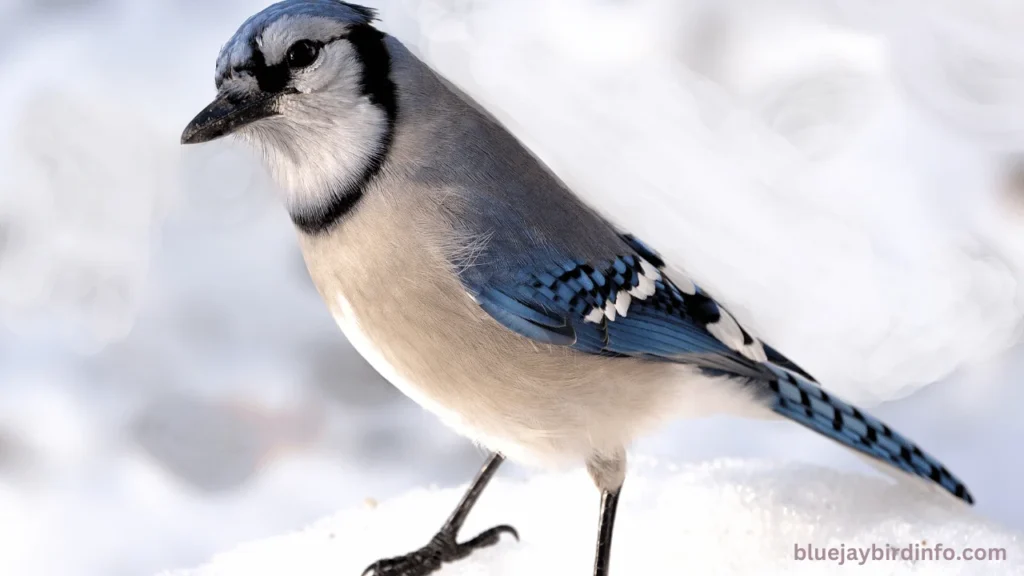 Do Blue Jay Birds Mate For Life? (Know In Detail) 3 Do blue jay birds mate for life