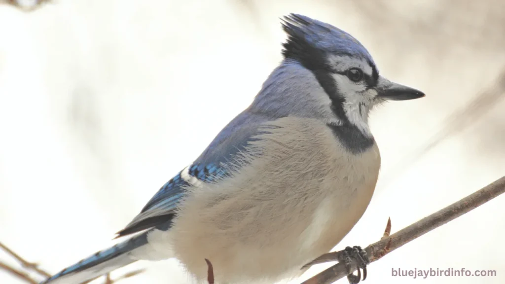 Do Blue Jay Birds Mate For Life? (Know In Detail) 2 Do blue jay birds mate for life