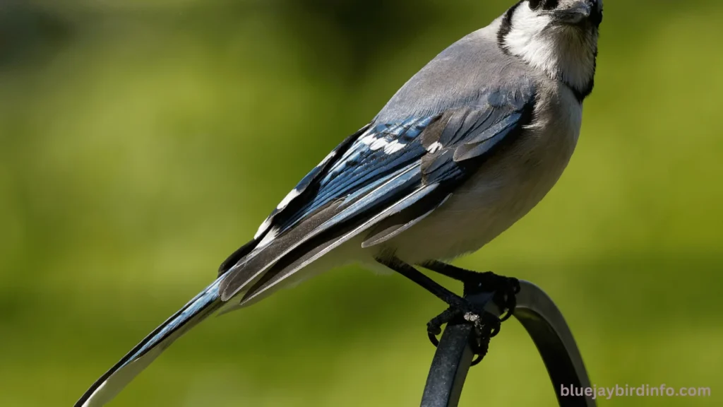 Do Blue Jays And Cardinals Get Along? (Know In Detail) 2 Do blue jays and cardinals get along