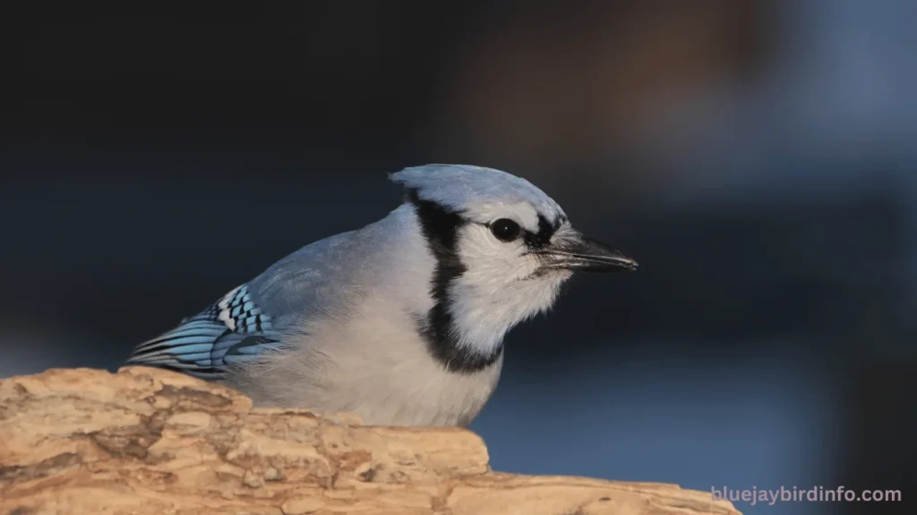 Do Blue Jays Bring Gifts To Humans? (Explained) 2 Do Blue Jays Bring Gifts To Humans? (Explained)