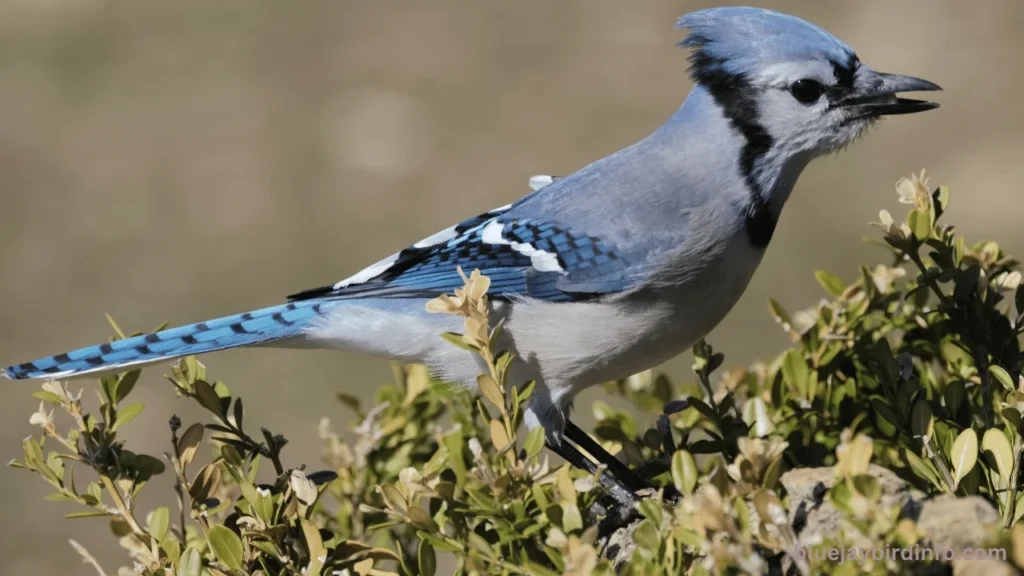 Do Blue Jays Bring Gifts To Humans? (Explained) 3 Do blue jays bring gifts to humans