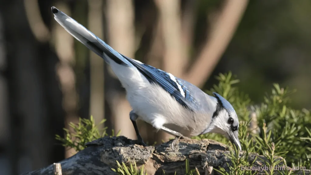 Do Blue Jays Eat Acorns? (Know In Detail) 3 Do blue jays eat acorns