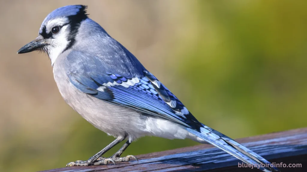 Do Blue Jays Eat Bees? (Explained) 2 Do Blue Jays Eat Bees? (Explained)