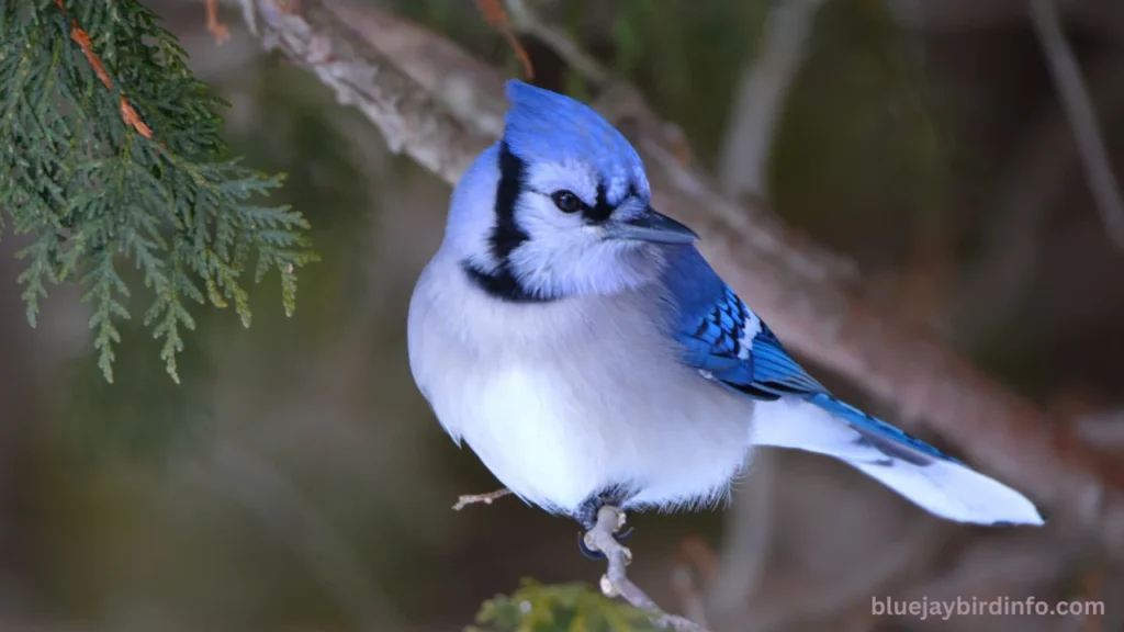 Do blue jays eat mealworms