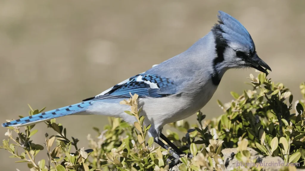 Do Blue Jays Eat Bird Eggs? (Explained) 2 Do blue jays eat bird eggs