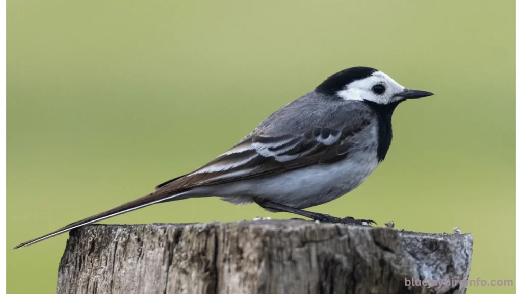 Do Blue Jays Eat Bird Eggs? (Explained) 3 Do blue jays eat bird eggs