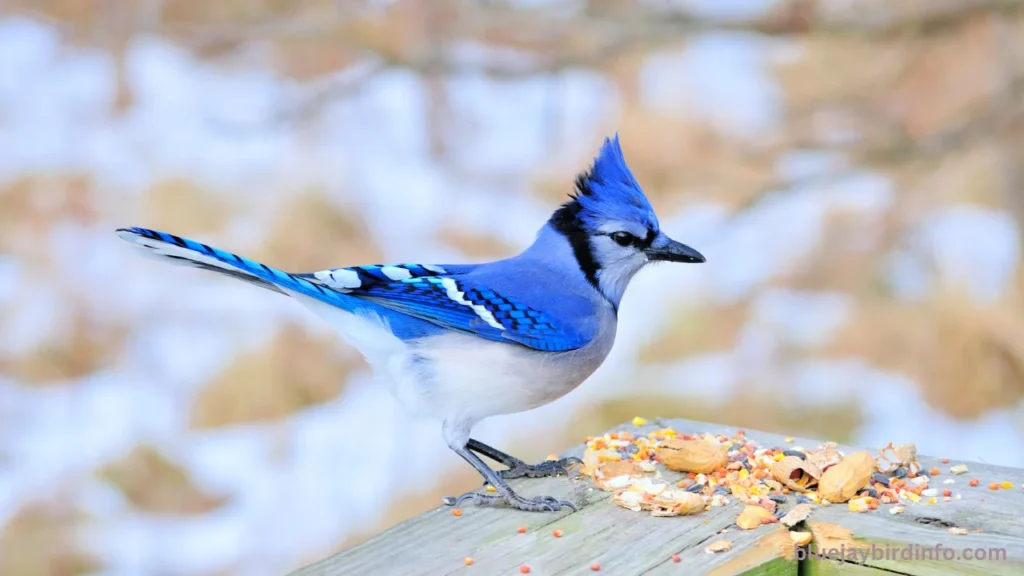Do blue jays eat mealworms