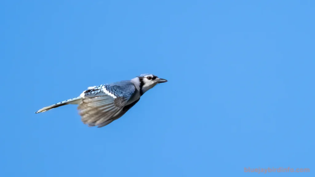 Do Blue Jays Eat Carpenter Bees? (Explained) 3 Do blue jays eat carpenter bees