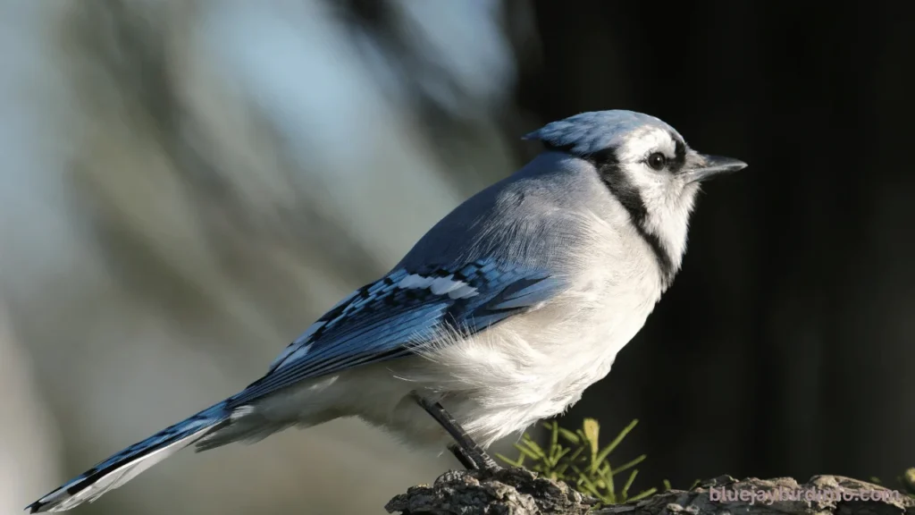 Do Blue Jays Eat Fruit? (Know In Detail) 2 Do blue jays eat fruit