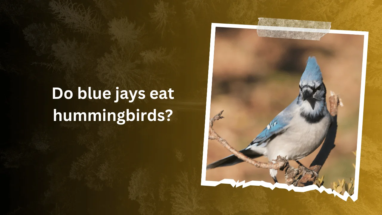 Blue Jay Diet