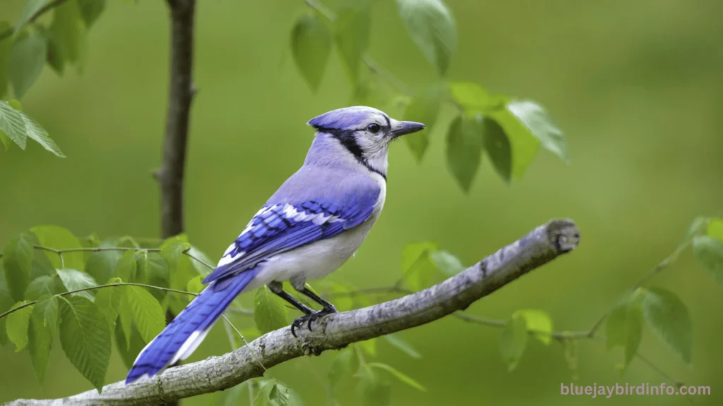 Do Blue Jays Eat Other Birds Eggs? (Know In Detail) 2 Do blue jays eat other birds eggs