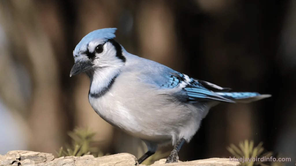 Do Blue Jays Eat Other Birds Eggs? (Know In Detail) 3 Do blue jays eat other birds eggs