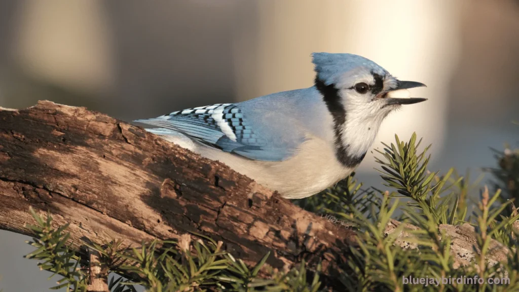 Do Blue Jays Eat Safflower Seeds? (Explained) 3 Do Blue Jays Eat Safflower Seeds? (Explained)