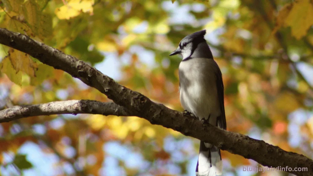 Do Blue Jays Eat Snakes? (Know In Detail) 2 Do blue jays eat snakes